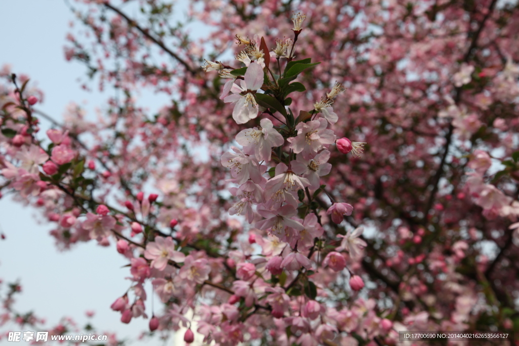 樱花