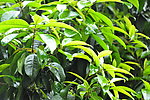 桂花树叶