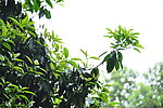 桂花树叶