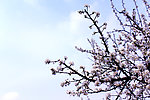 梨花满枝丫