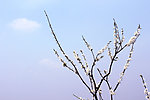 梨花满枝