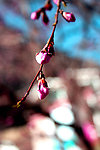 桃花花蕾