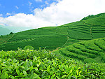 绿色的茶园