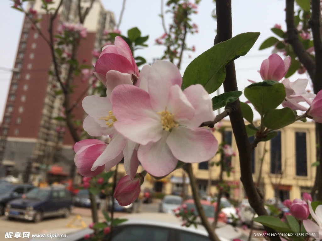 海棠花