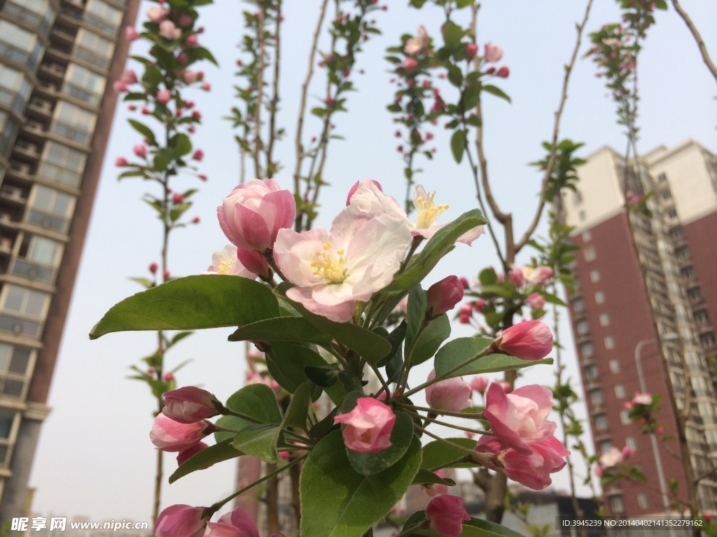 海棠花
