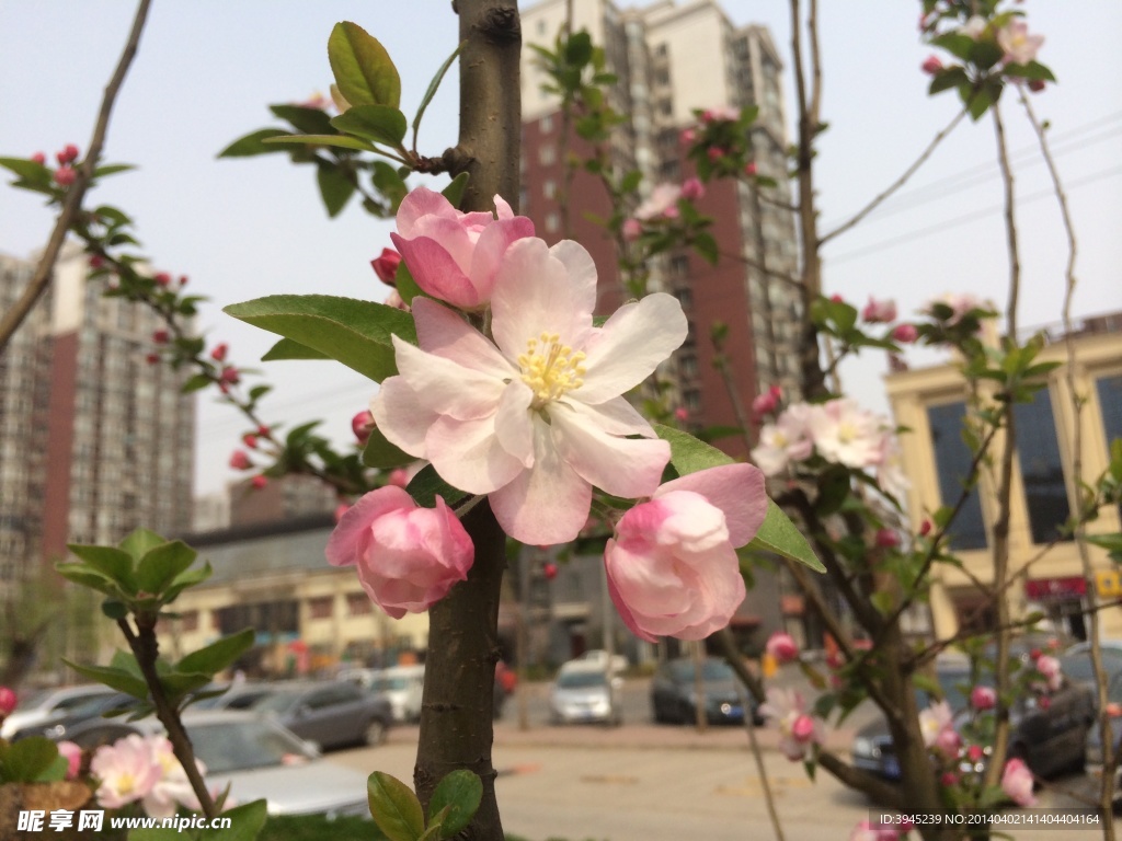 海棠花