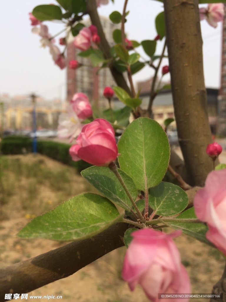 海棠花