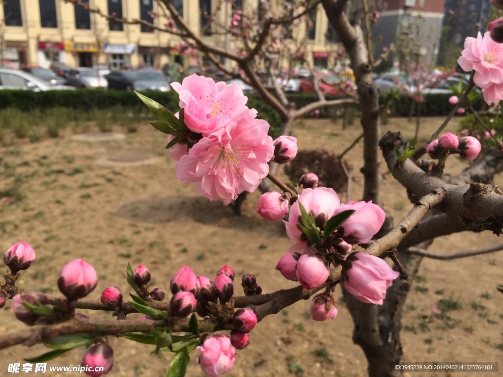 桃花