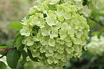 绣球花