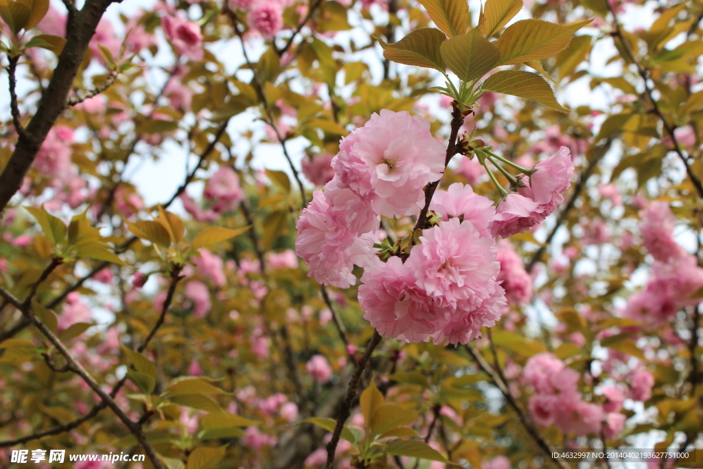 樱花