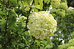 绣球花