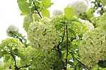 绣球花