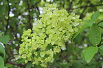 绣球花