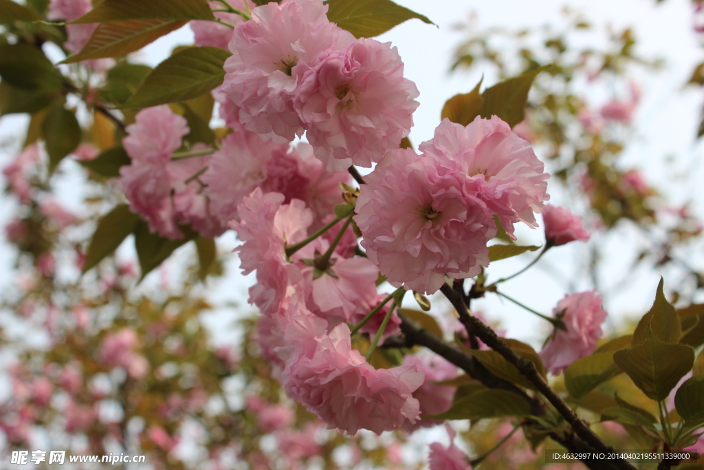 樱花