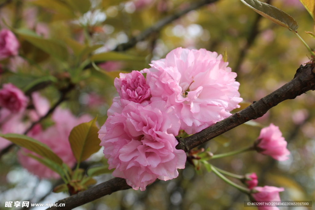 樱花