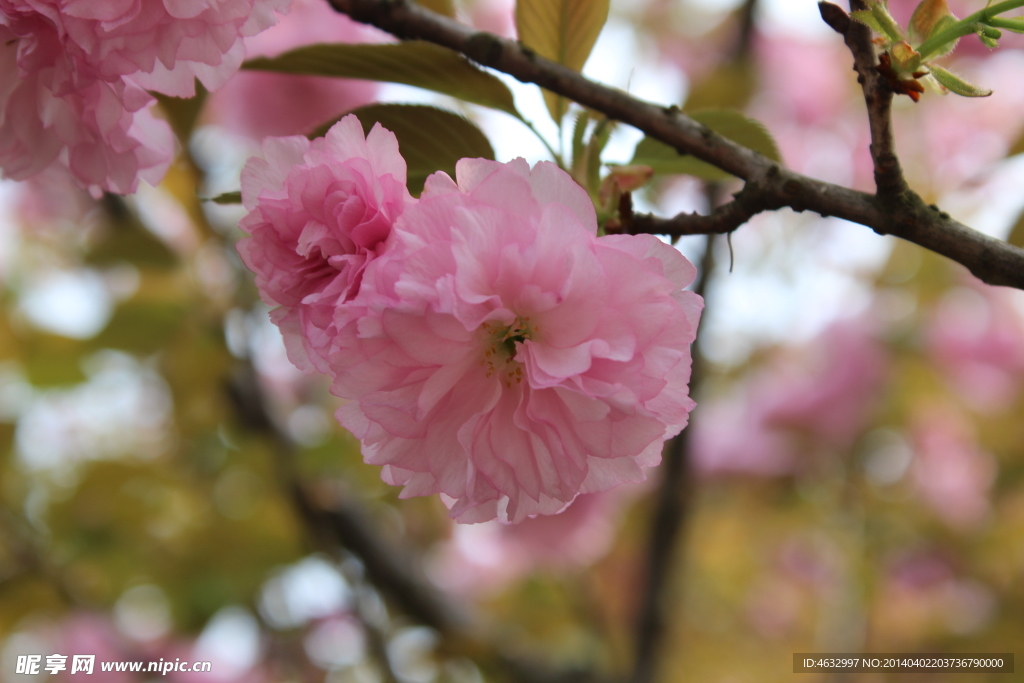 樱花