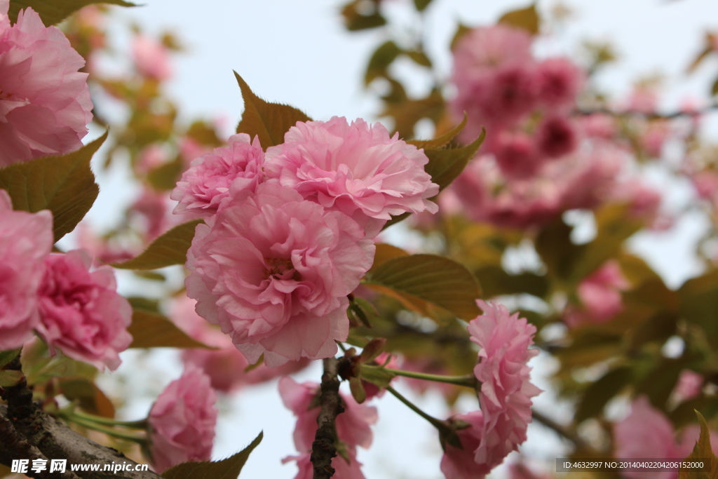 樱花