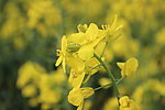油菜花