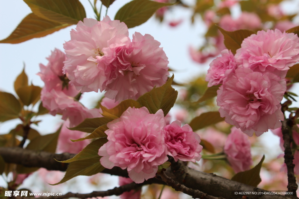 樱花