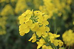 油菜花