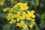 油菜花
