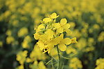 油菜花