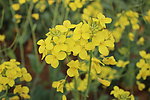 油菜花