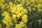 油菜花