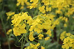 油菜花