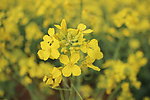 油菜花