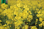 油菜花
