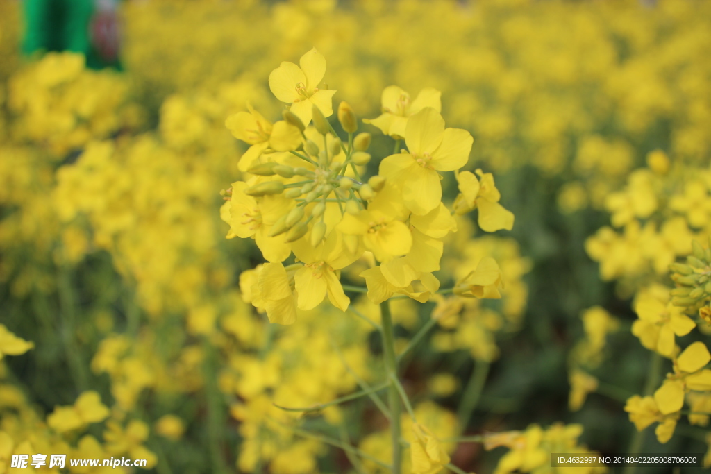 油菜花