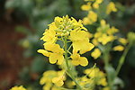 油菜花
