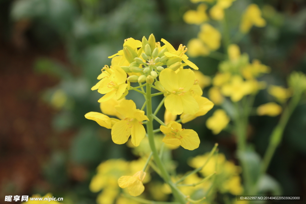 油菜花