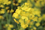 油菜花