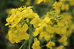 油菜花