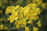 油菜花