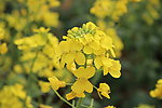 油菜花