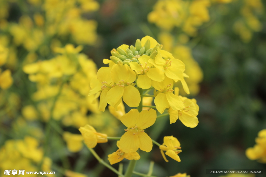 油菜花