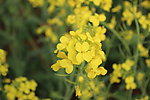 油菜花