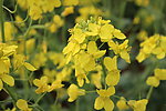 油菜花
