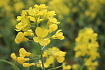 油菜花