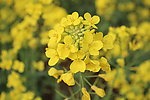 油菜花