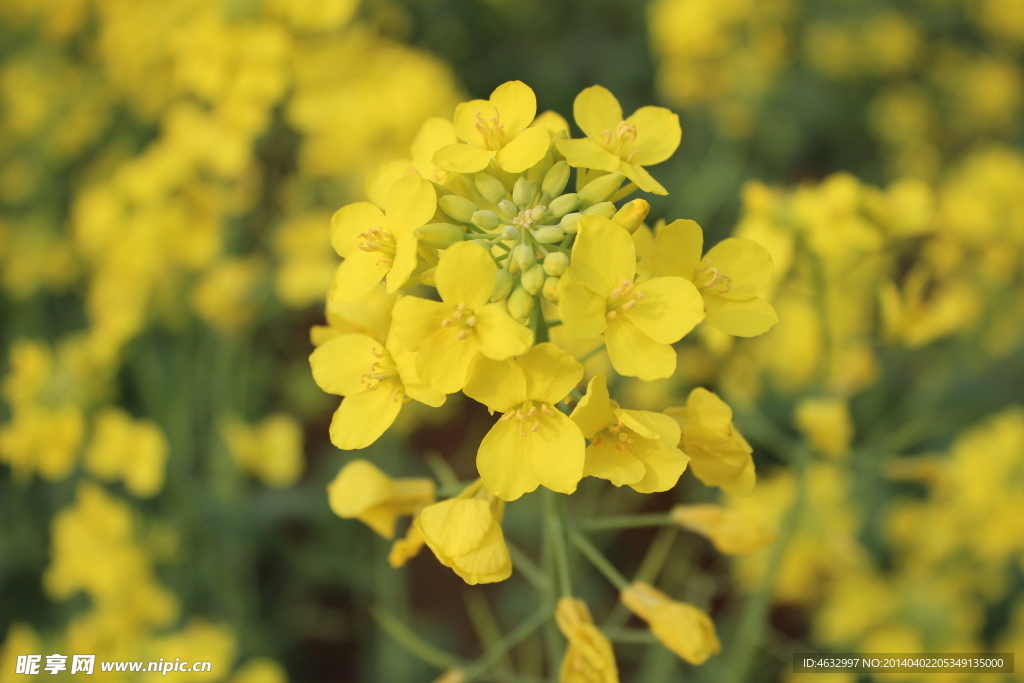 油菜花