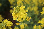 油菜花