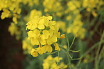 油菜花