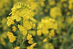 油菜花