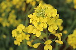 油菜花
