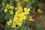 油菜花