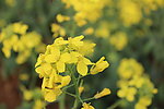 油菜花